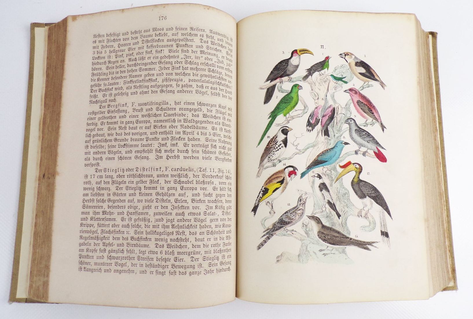 Naturgeschichte für die Jugend beiderlei Geschlechts Martin 1880