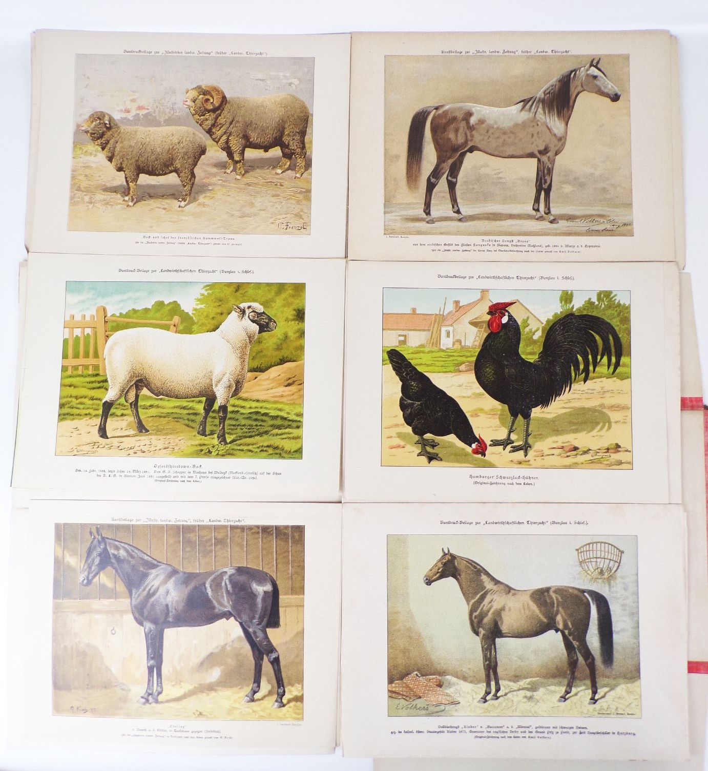 Sammlung von Rassetierbildern Landwirtschaftliche Tierzucht Bunzlau um 1895 Sammlung von Rassetierbildern Landwirtschaftliche Tierzucht Bunzlau um 1895