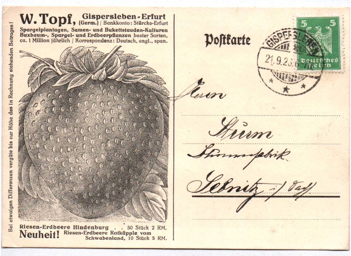 Postkarte Gispersleben Erfurt 1923 Gärtnerei Erdbeere Reklame Postkarte Gispersleben Erfurt 1923 Gärtnerei Erdbeere Reklame