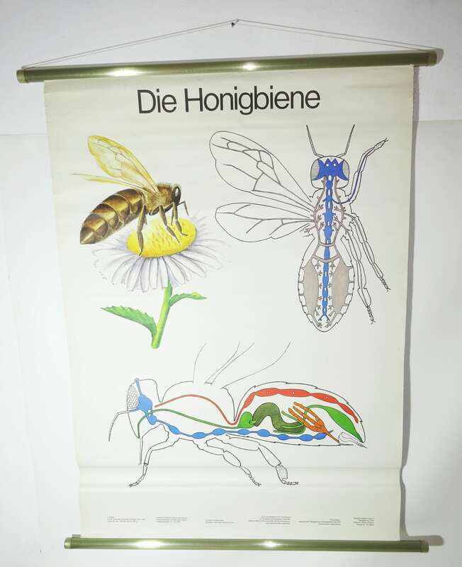 Vintage Rollkarte Die Honigbiene Biene bee Biologie Lehrkarte Schulkarte deko