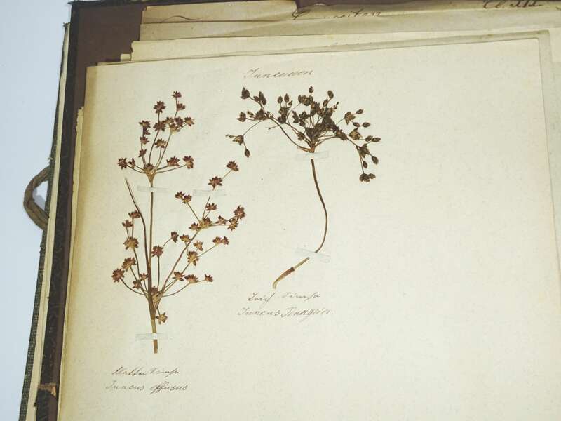 Herbarium um 1890 mit Etiketten Botanik Flora Pflanzen 