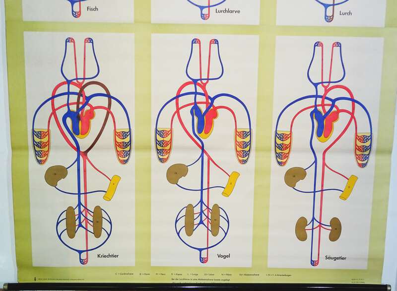 Vintage Rollkarte Entwicklung des Blutkreislaufs Medizin Lehrkarte Wandtafel 
