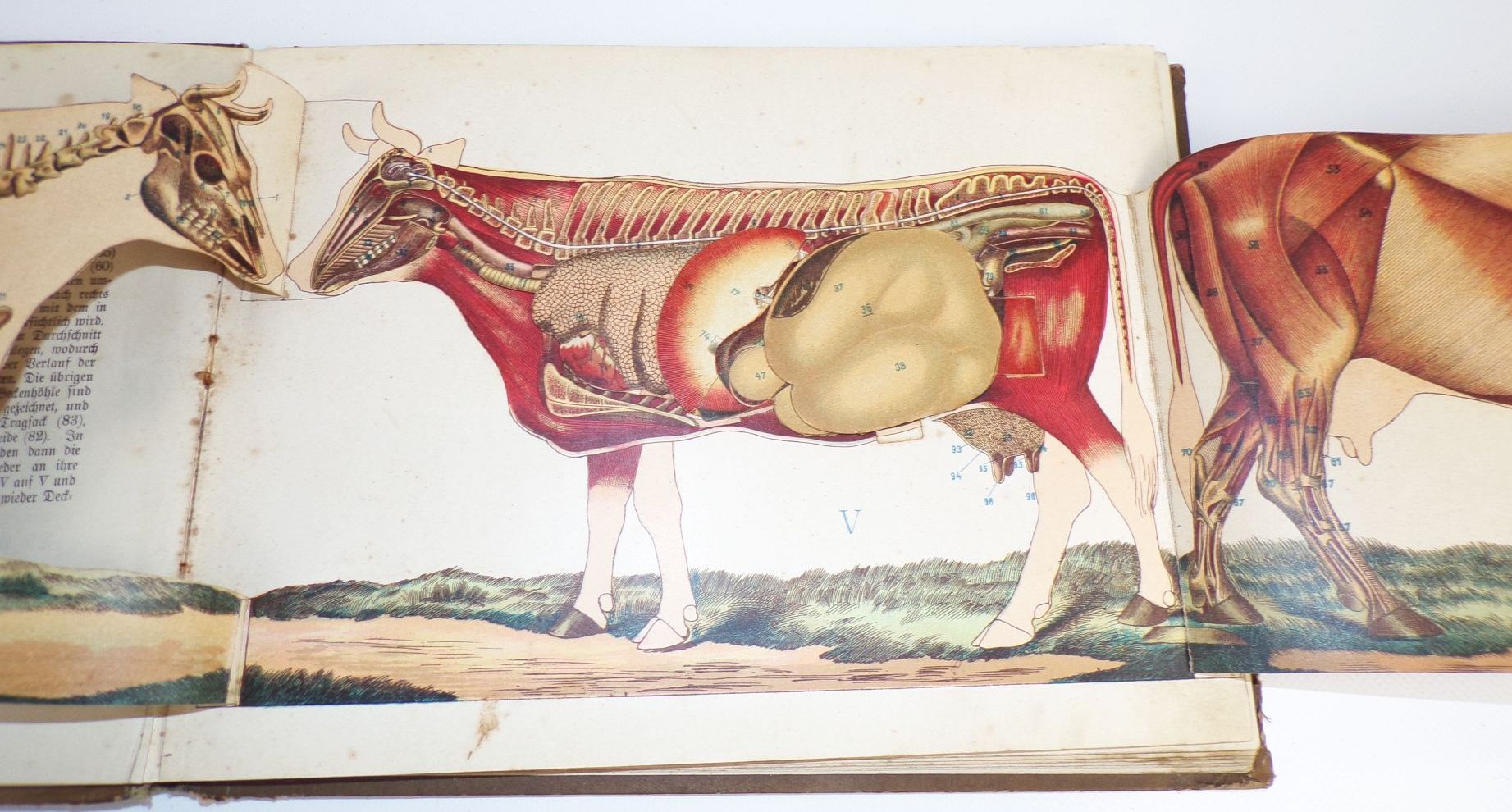 Zerlegbare Modelle zu Dr Lampe Tierheilkunde um 1900