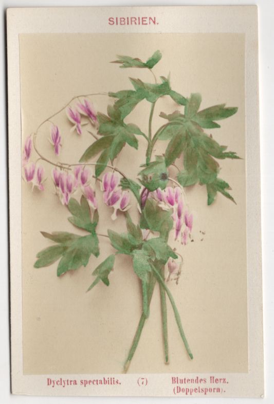 Altes Foto blutendes Herz Blume um 1880 koloriert Blumenbukett Carte de Visite