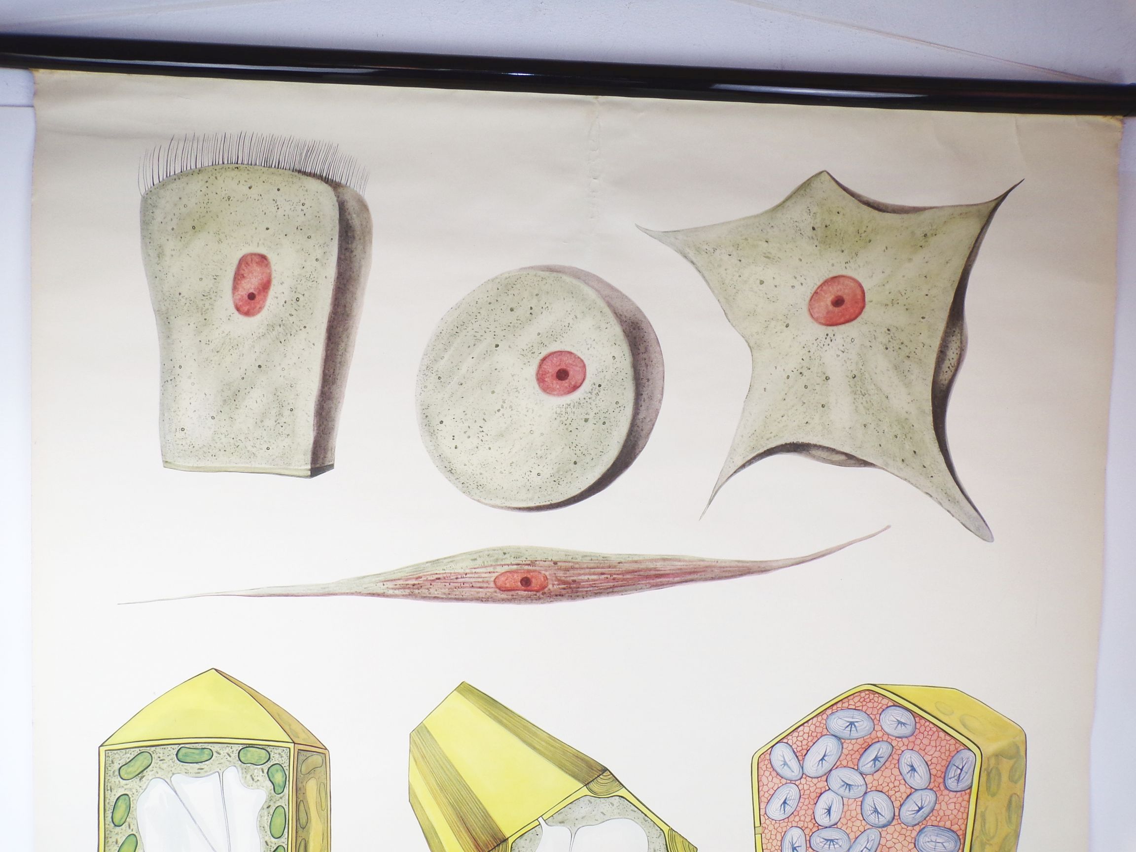 Alte Rollkarte Zellen Biologie Wandtafel Vintage Deko