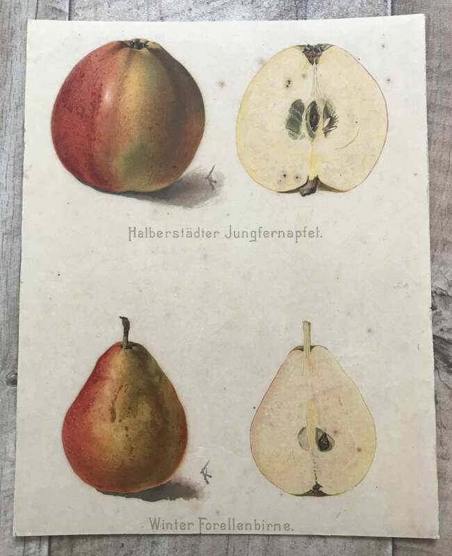 Druck Beilage Halberstädter Jungfernapfel Winter Forellenbirne Pomologie