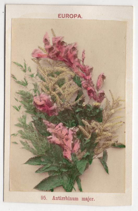Alte Fotografie Löwenmaul 1880 koloriert Hugo Quaas Berlin Carte de Visite Botanik