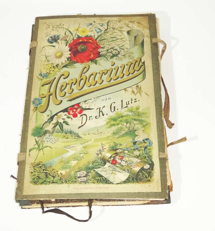 Herbarium um 1890 mit Etiketten Botanik Flora Pflanzen 