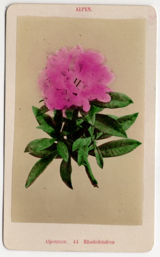 Fotografie CDV Foto Alpenrose Botanik Pflanze um 1880 koloriert 