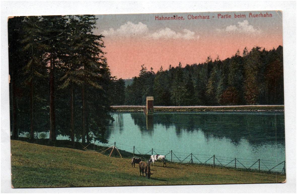 Ak Hahnenklee Oberharz Partie beim Auerhahn Harz um 1910 