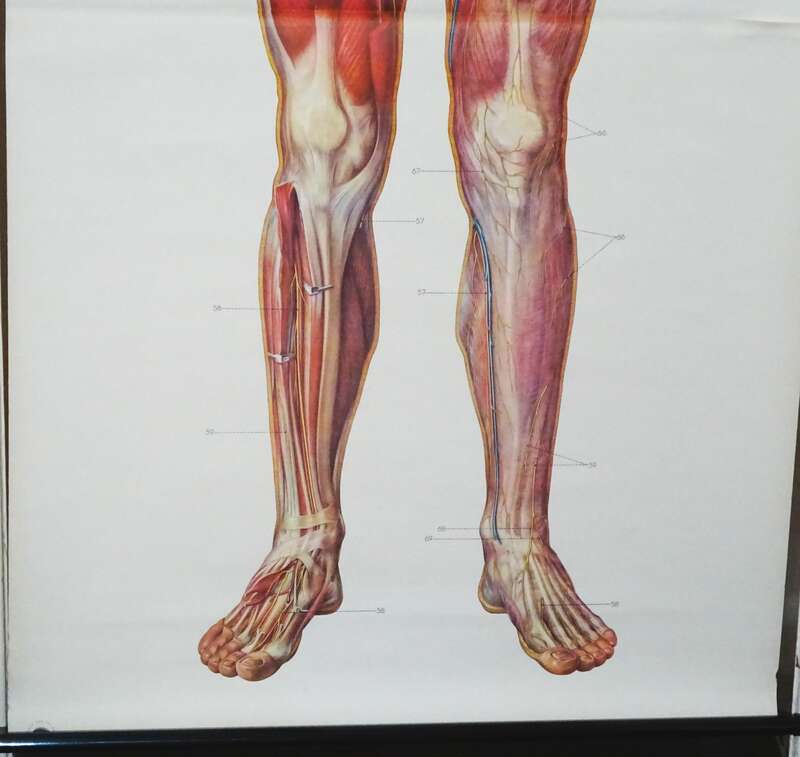 Vintage Rollkarte Nervensystem Mann Anatomie Lehrkarte Wandtafel Schulkarte deko 