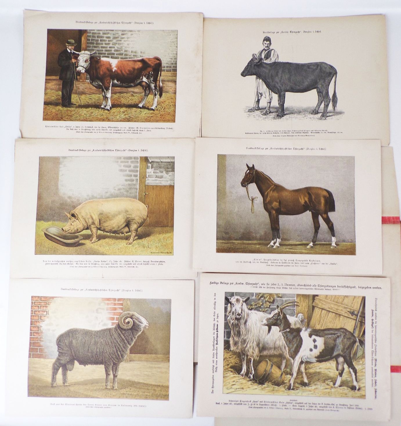 Sammlung von Rassetierbildern Landwirtschaftliche Tierzucht Bunzlau um 1895 Sammlung von Rassetierbildern Landwirtschaftliche Tierzucht Bunzlau um 1895