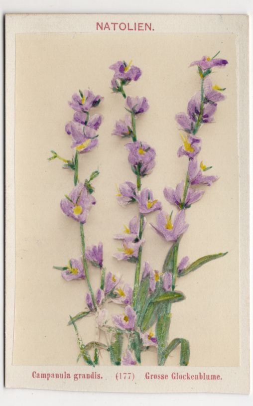Altes CDV Foto große Glockenblume Pflanze Botanik 1880er Natolien