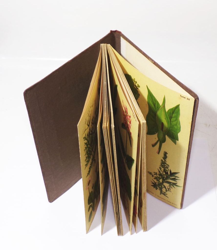 Heilpflanzen Bilderatlas Peter Mertes altes Kräuterbuch 