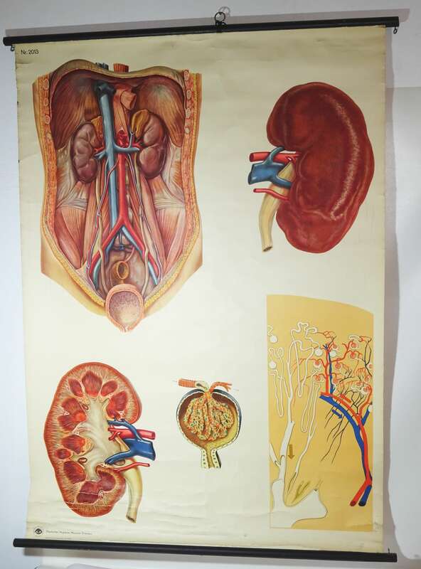 Vintage Rollkarte menschliche Leber Medizin Lehrkarte Wandtafel 