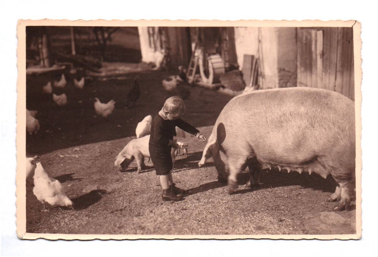 Foto Ak Junge mit Sau Landwirtschaft Hühner Bauernhof Hirschberg Schlesien Foto Ak Junge mit Sau Landwirtschaft Hühner Bauernhof Hirschberg Schlesien
