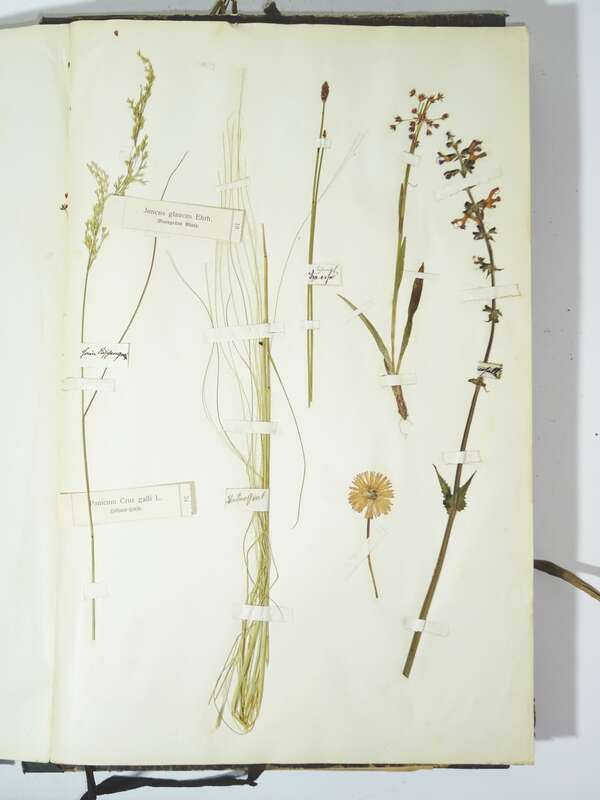 Herbarium um 1890 mit Etiketten Botanik Flora Pflanzen 