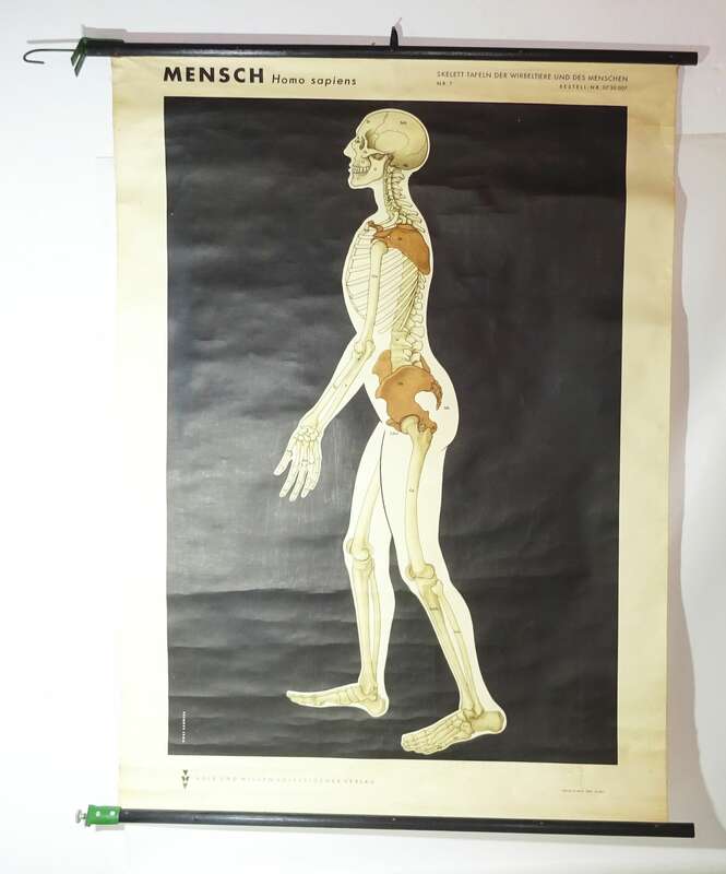 Vintage Rollkarte Der Mensch Skelett Lehrkarte Wandtafel Schulkarte deko 