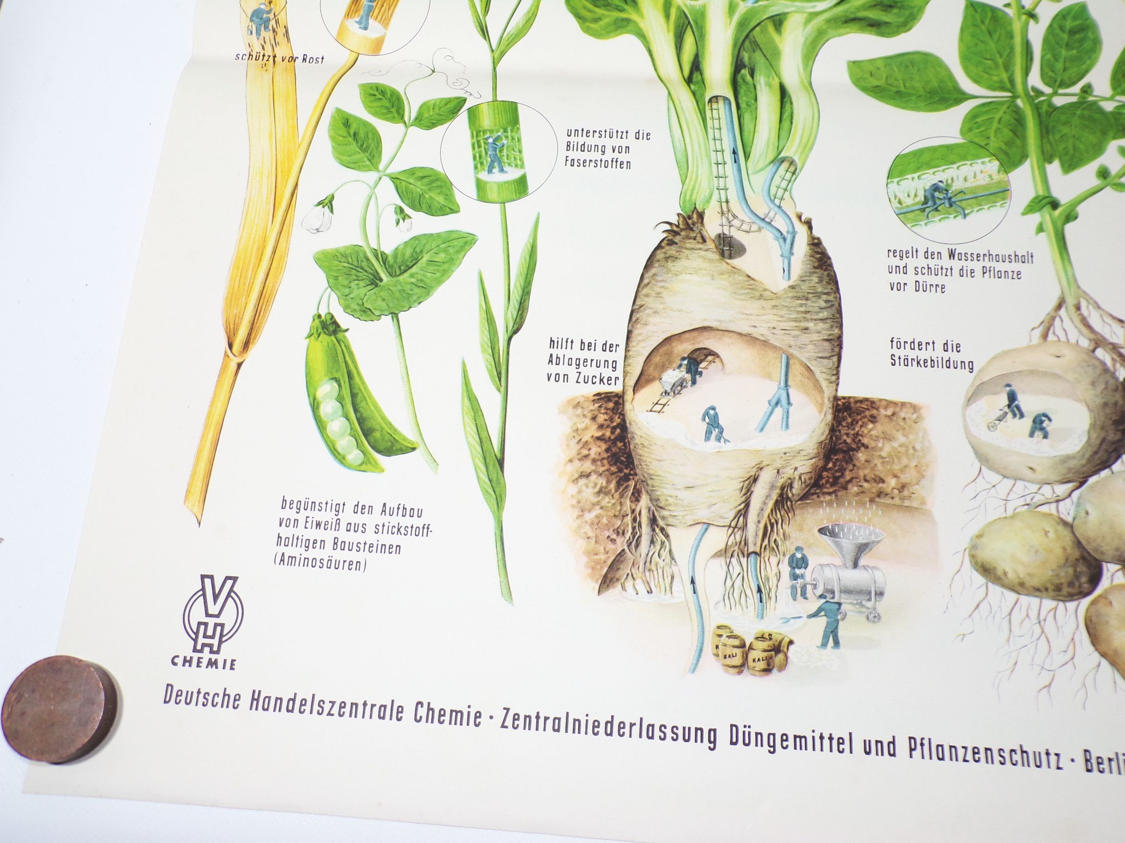 Altes Plakat Kali Dünger Bauer LPG 1959 Reklame Pflanzen