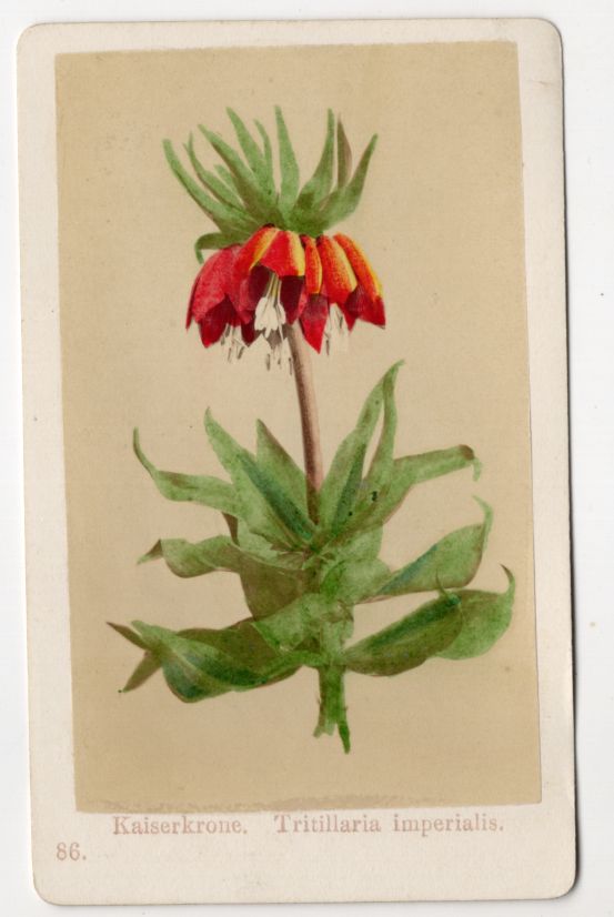 CdV Foto Kaiserkrone Botanik um 1880 koloriert Blume 