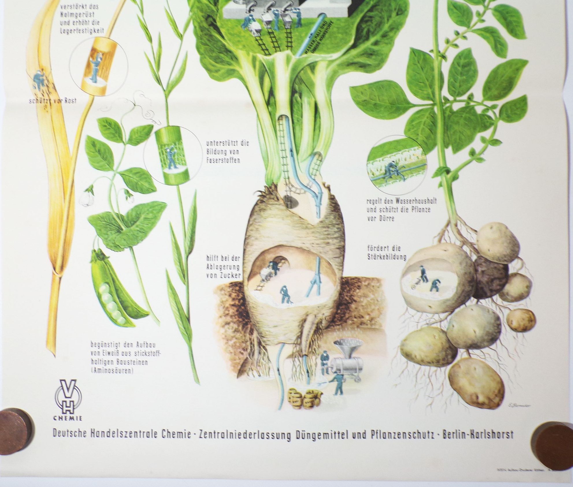 Altes Plakat Kali Dünger Bauer LPG 1959 Reklame Pflanzen