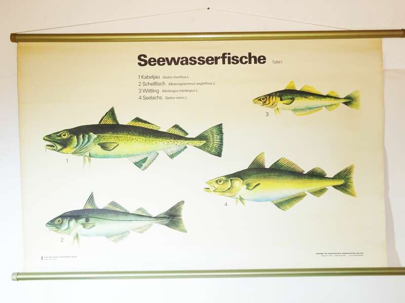 Vintage Rollkarte Seewasserfische Kabeljau Schellfisch Fische Lehrkarte Wandtafel