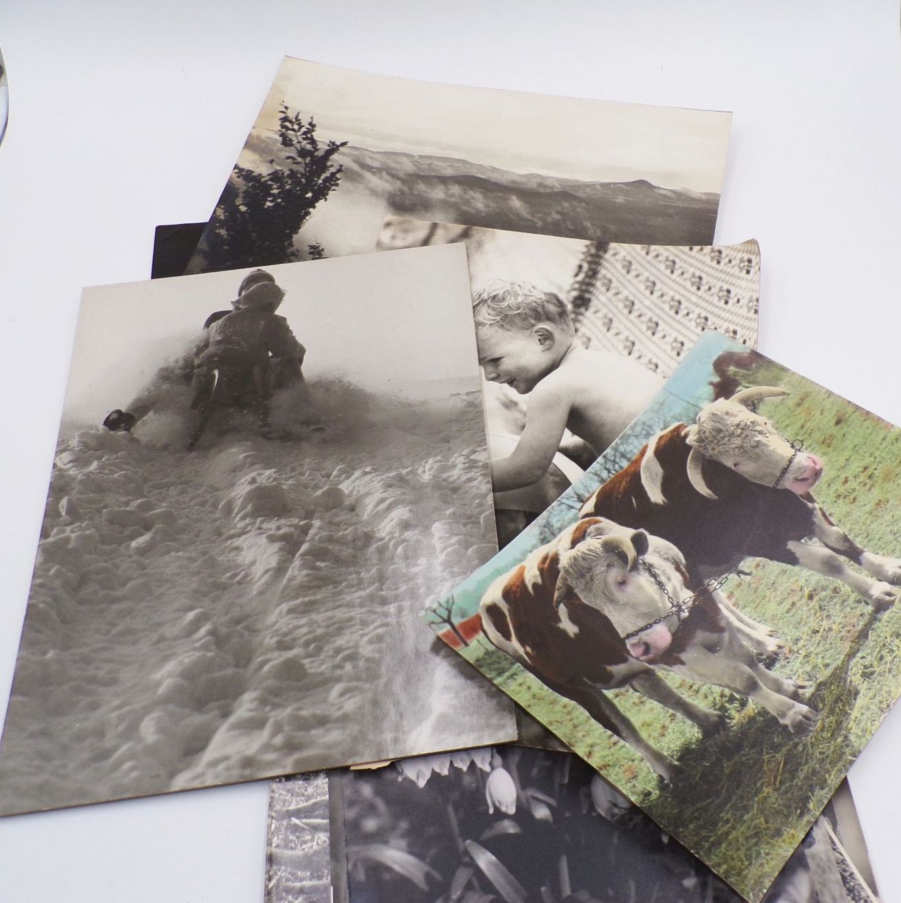 Konvolut Fotografien großformatig DDR Tiere Alltag Berufe Vintage Fotos Konvolut Fotografien großformatig DDR Tiere Alltag Berufe Vintage Fotos