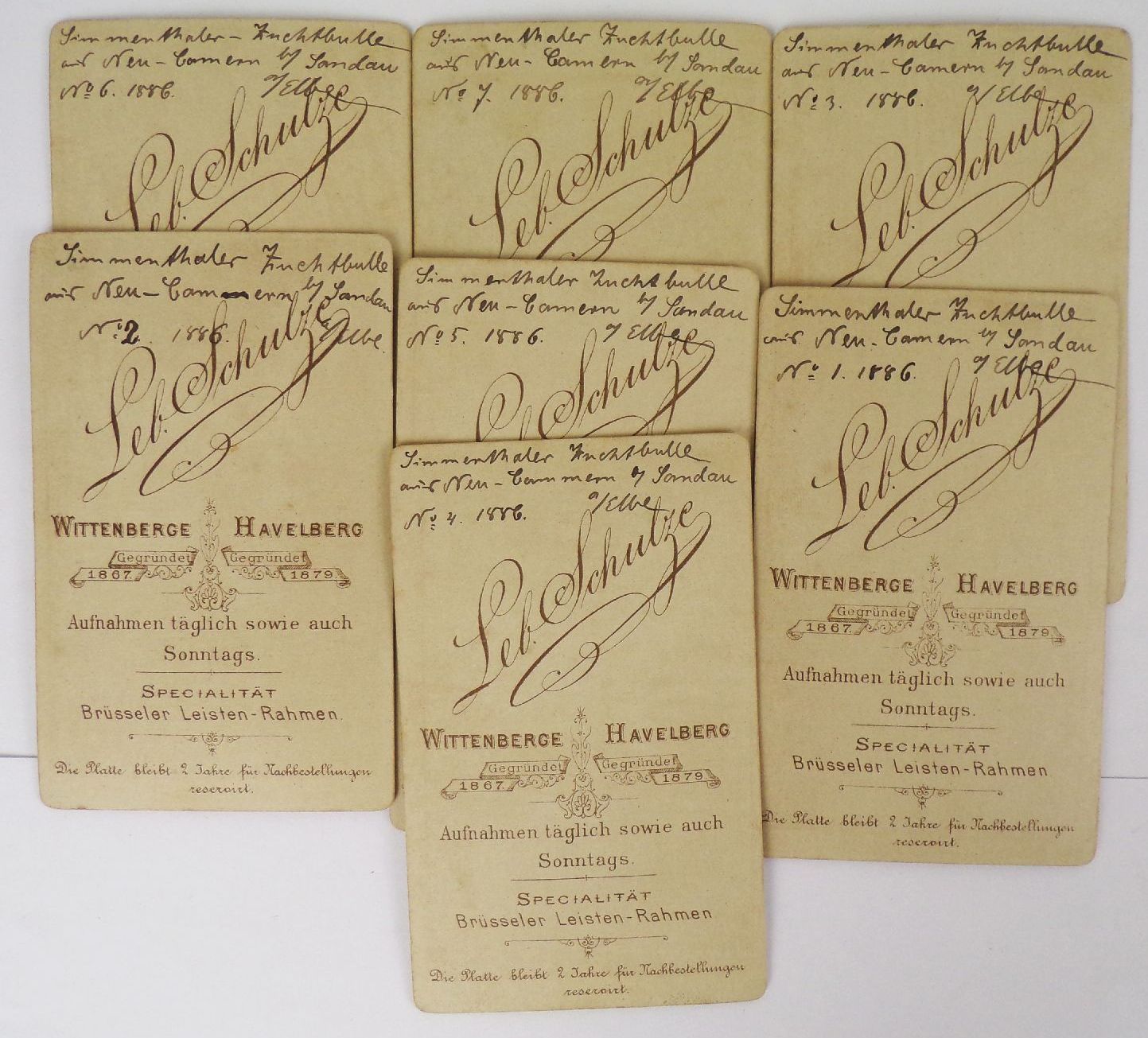 7 x CdV Foto Simmenthaler Zuchtbulle Rind 1886 Lebrecht Schulze Wittenberg Havelberg 