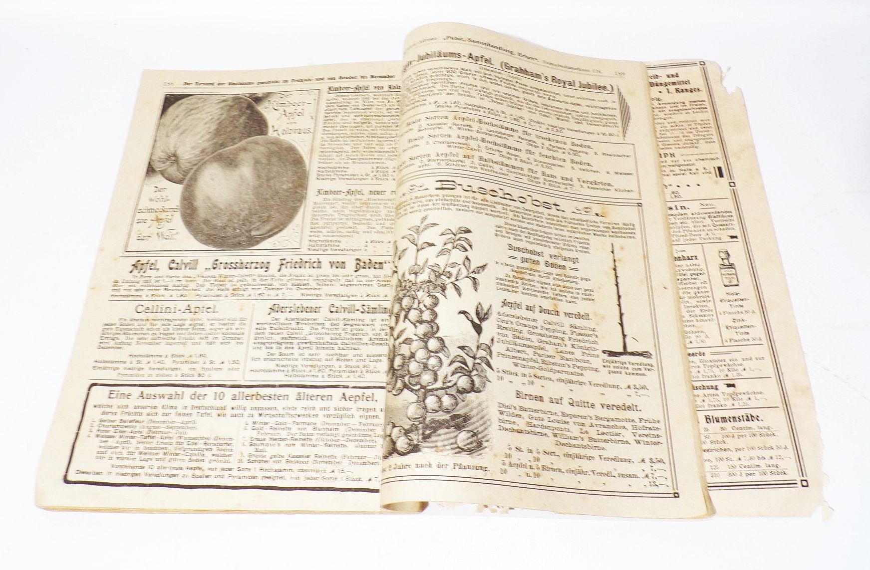 Katalog Carl Pabst Erfurt Blumen Gemüse Saatgut 1905 