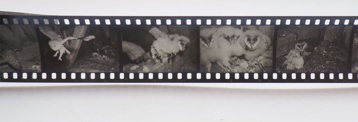 Alter Rollfilm Die Schleiereule Diafilm für Pouva Magica Alter Rollfilm Die Schleiereule Diafilm für Pouva Magica