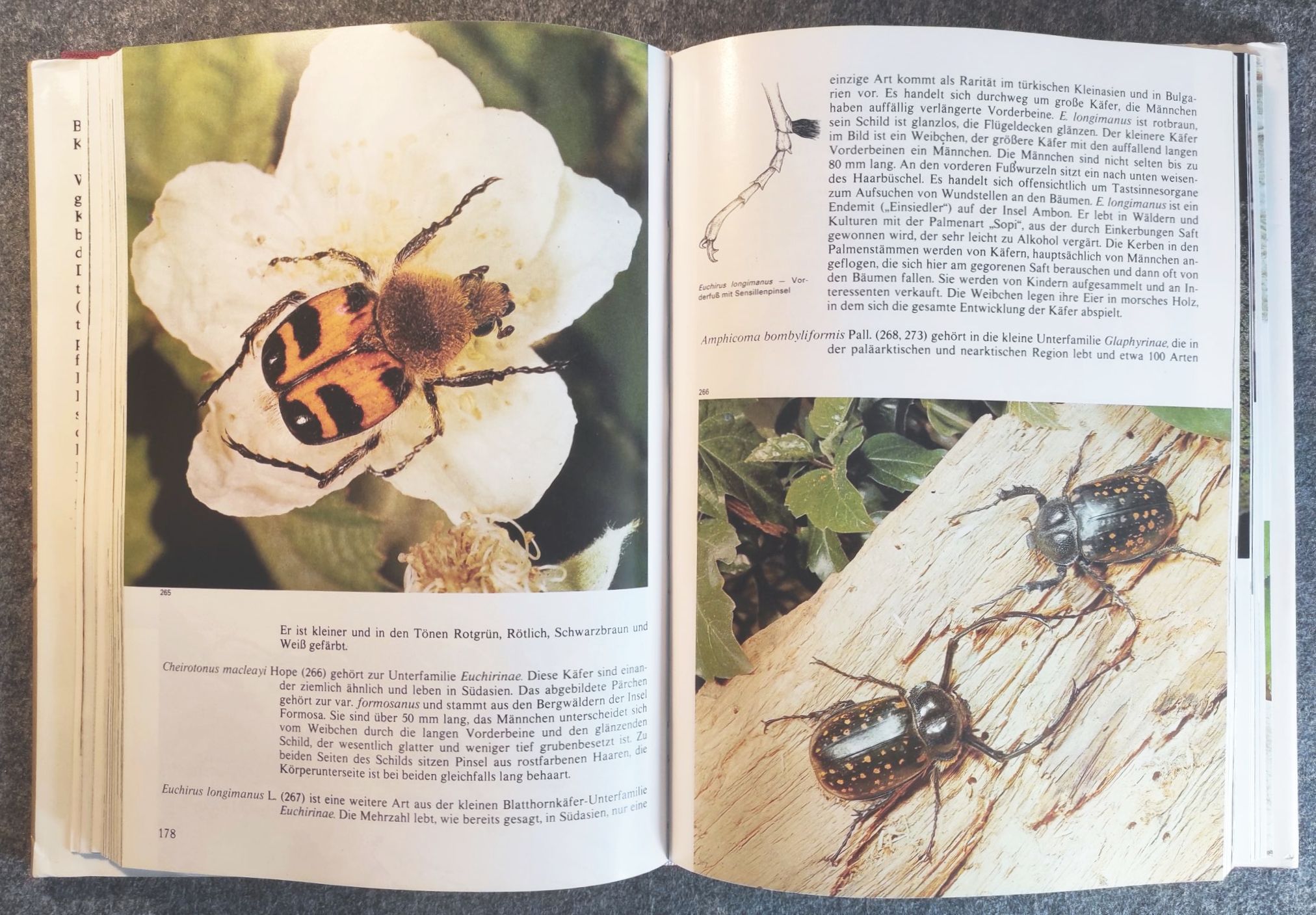 Bunte Welt der Käfer 270 Farbfotos Artia 1985 Praha Dr V J Stanek Bunte Welt der Käfer 270 Farbfotos Artia 1985 Praha Dr V J Stanek