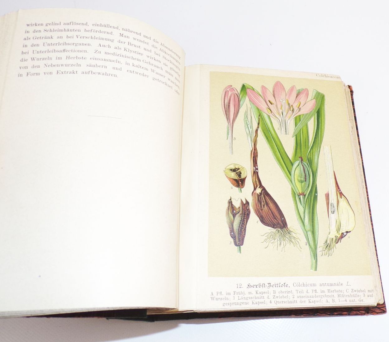 Unsere Heilpflanzen in Bild und Wort für jedermann Richard Schimpfky