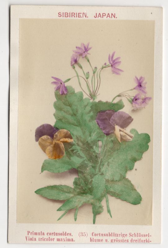 CdV Foto Schlüsselblume Sibirien Veilchen um 1880 koloriert Botanik Pflanzen Vintage 