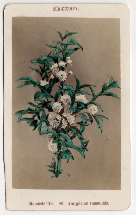 CDV Foto Mandelblüte Botanik Pflanze um 1880 koloriert 