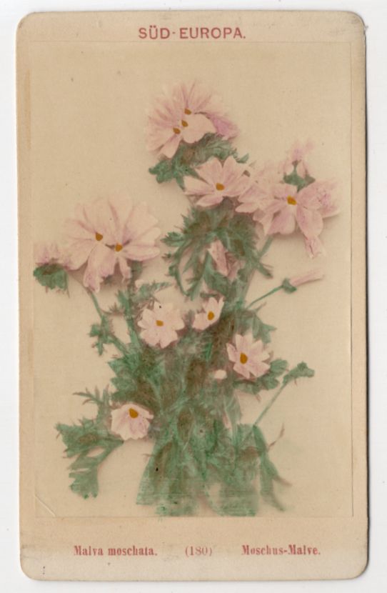 CdV Foto Moschus Malve Botanik um 1880 koloriert Blume Linde u Co Berlin 