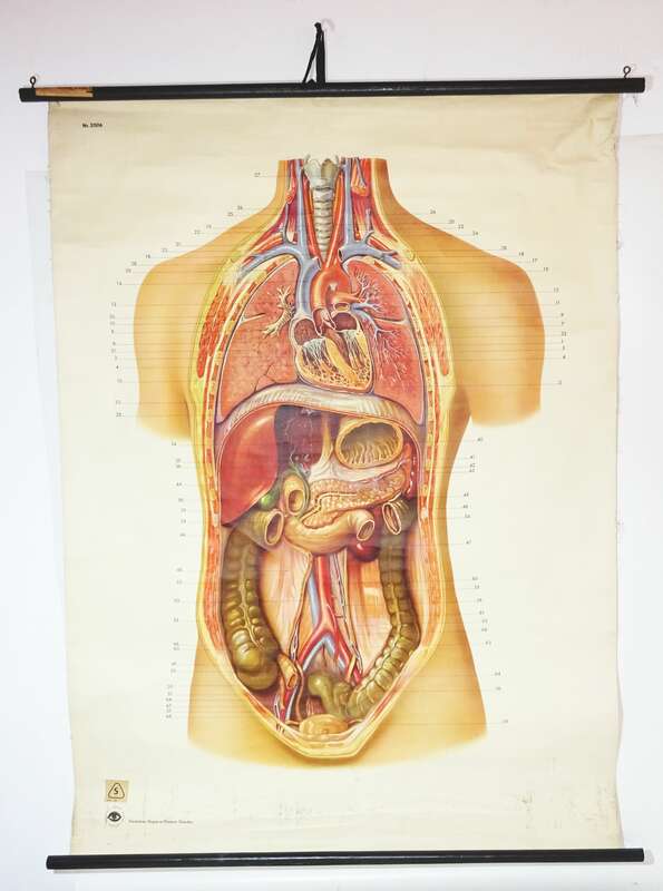 Vintage Rollkarte Innere Organe Medizin Anatomie Lehrkarte Wandtafel 