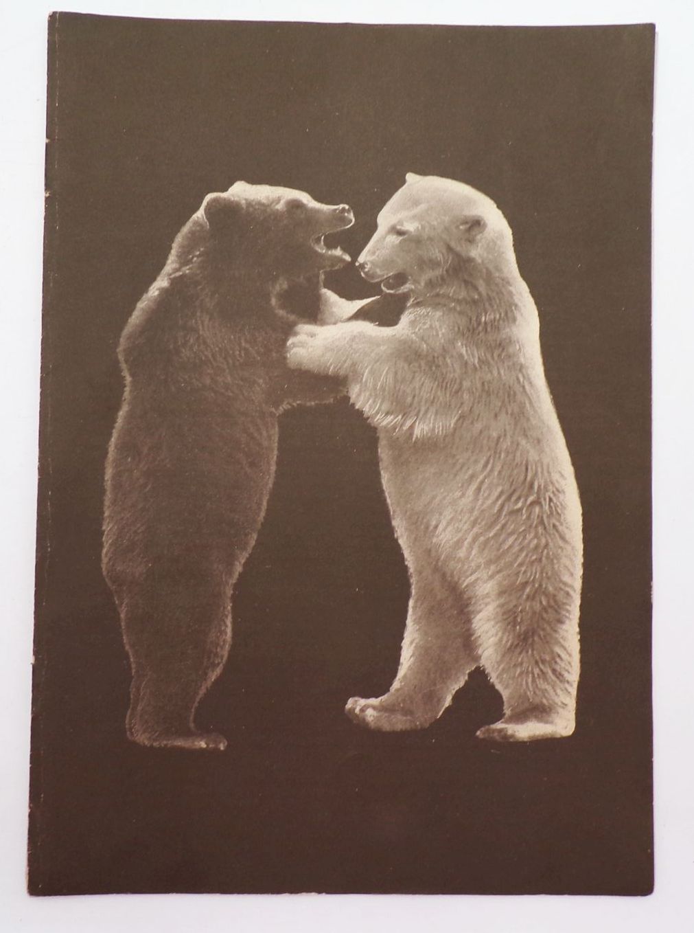 Das Tier und Wir Januar 1940 Monatsschrift für alle Tierfreunde München Eisbär