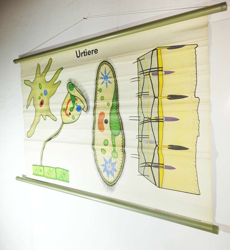 Vintage Rollkarte Urtiere Lehrkarte Wandtafel