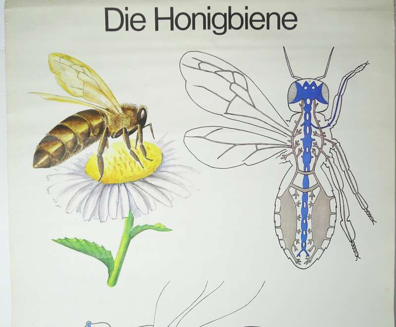 Vintage Rollkarte Die Honigbiene Biene bee Biologie Lehrkarte Schulkarte deko