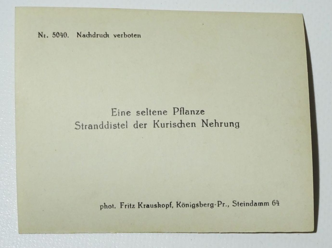 Kauffotos Rauschen und Umgebung Ostpreußen Serie 6 Fritz Krauskopf 1930er Foto