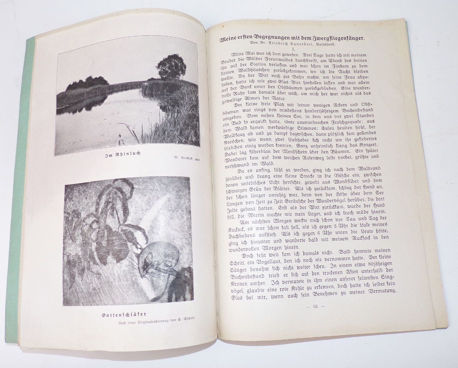 Naturschutz Zeitschrift 1925 Halbjahr Tiere Natur Umwelt 