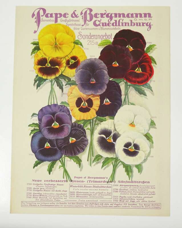 Prospekt Pape und Bergmann Quedlingburg Blumen 1926 dekorativ