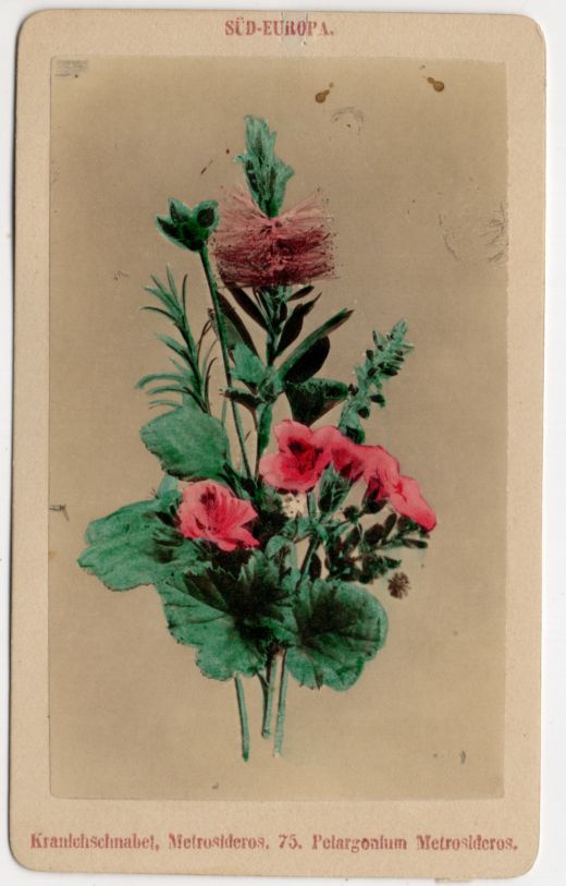 Fotografie CDV Foto Kranichschnabel Botanik Pflanze um 1880 koloriert 