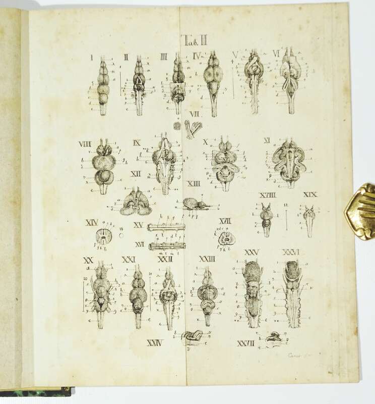 Versuch einer Darstellung des Nervensystems Gehirns Carus 1814 Kupfer