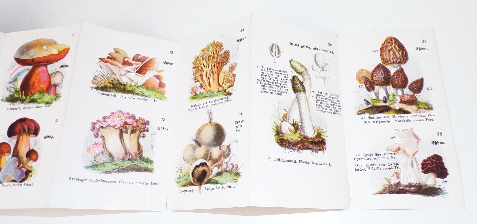 Alter Pilze Atlas Schreiber Esslingen Leporello Mykologie 