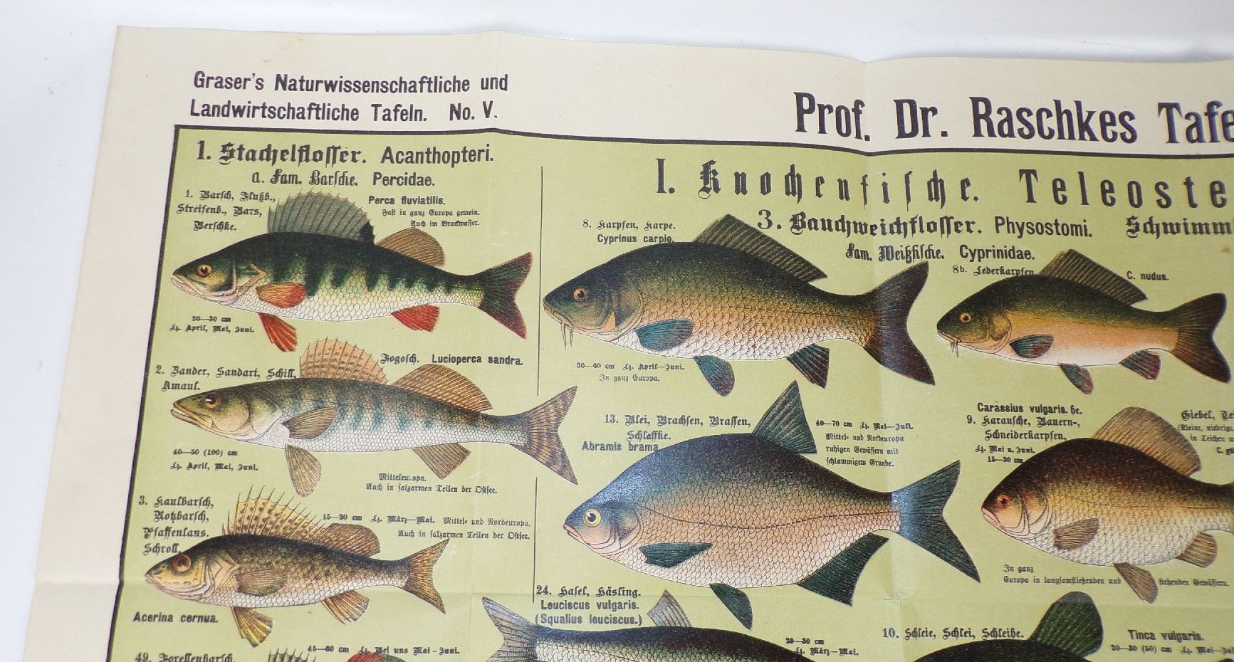Alter Druck Fische einheimische Süßwasserfische Lehrkarte Angler Lithografie um 1910