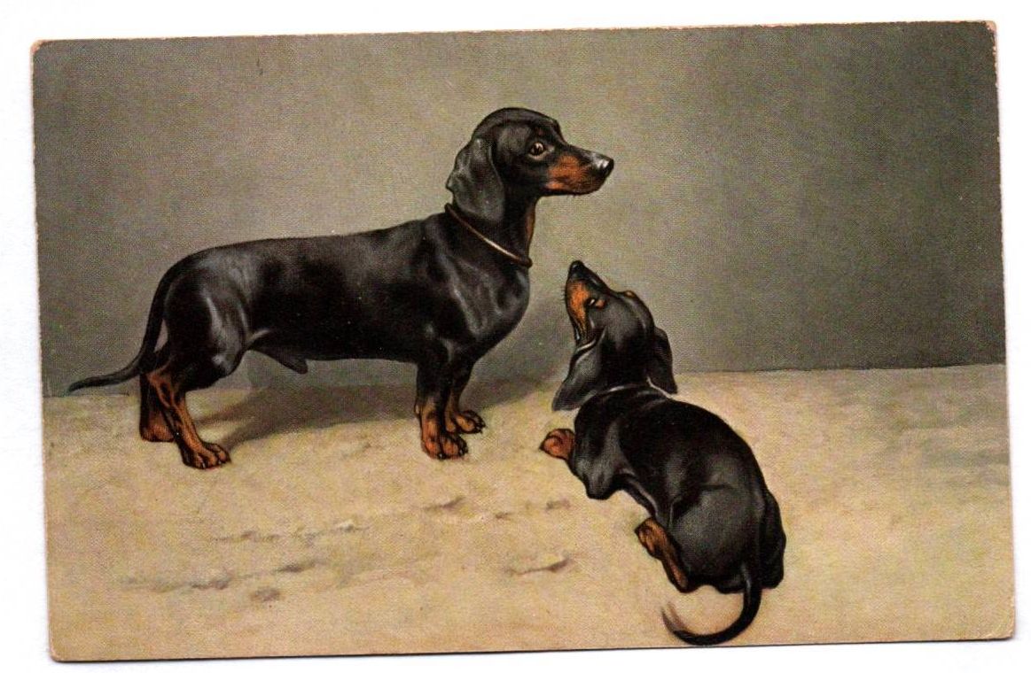 Ak zwei Dackel Teckel Dachshunde Künstler um 1910