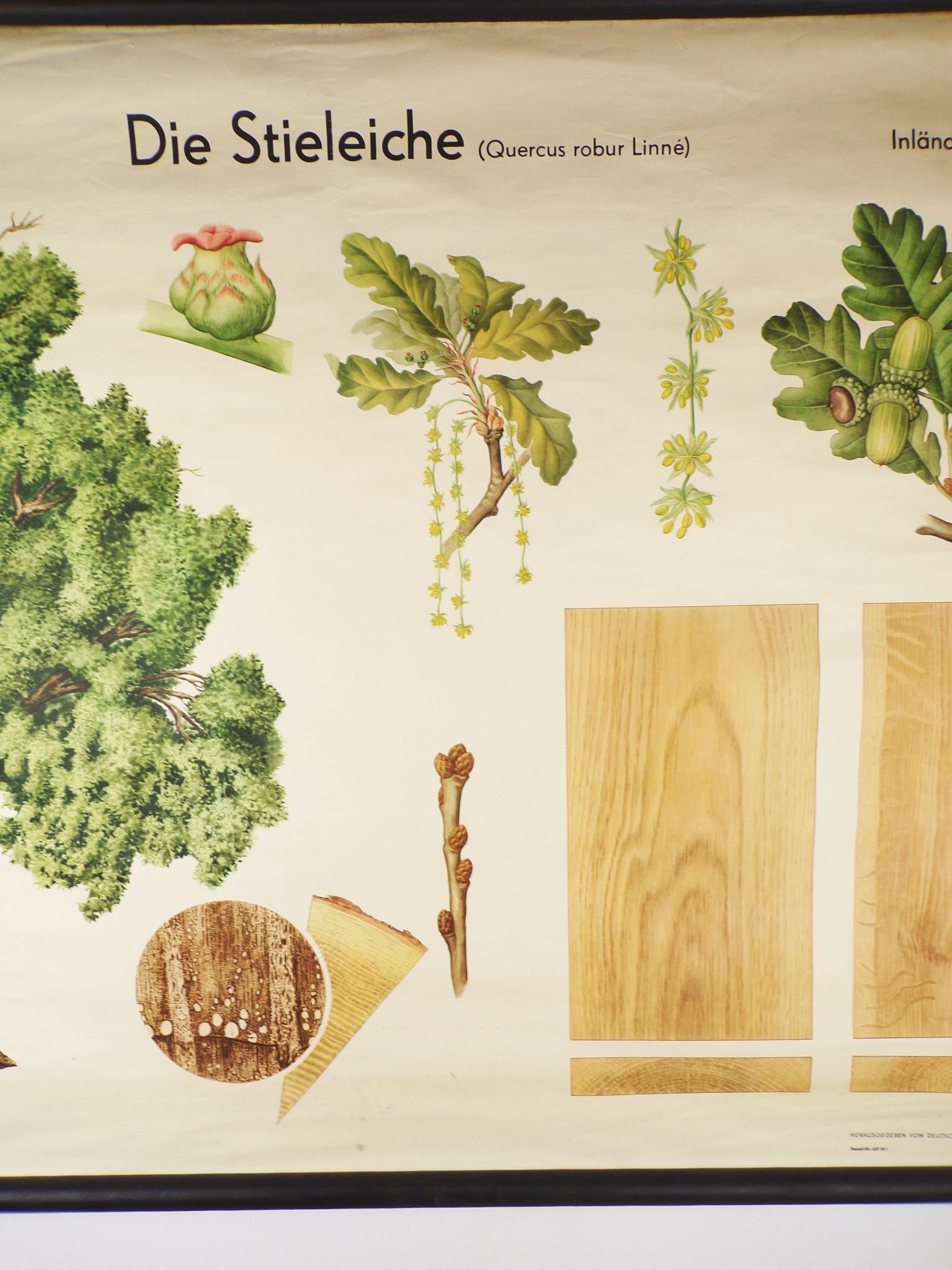 Alte Rollkarte Die Stieleiche Biologie Botanik DDR Wandtafel Forst Vintage Deko
