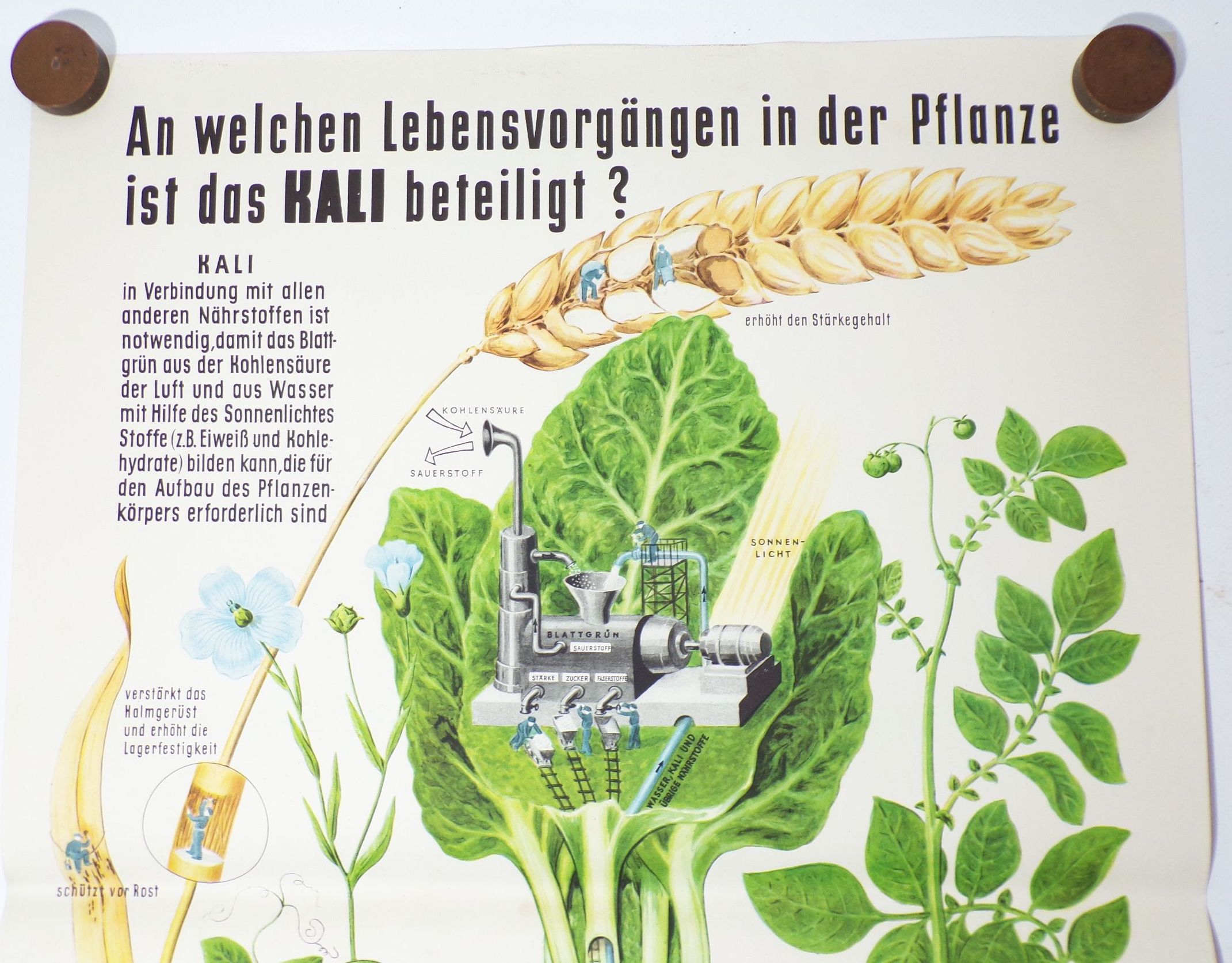 Altes Plakat Kali Dünger Bauer LPG 1959 Reklame Pflanzen