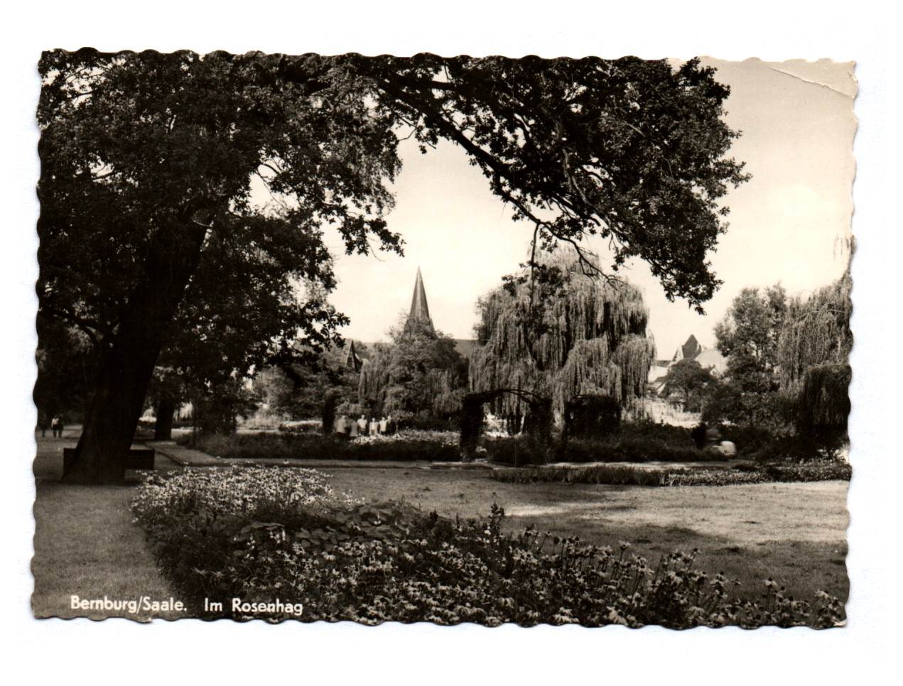 Ak Bernburg Saale im Rosenhag 1967 DDR Ak Bernburg Saale im Rosenhag 1967 DDR